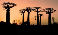 Sunset and baobabs trees