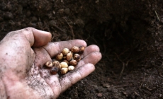 Seeds Life in Hands